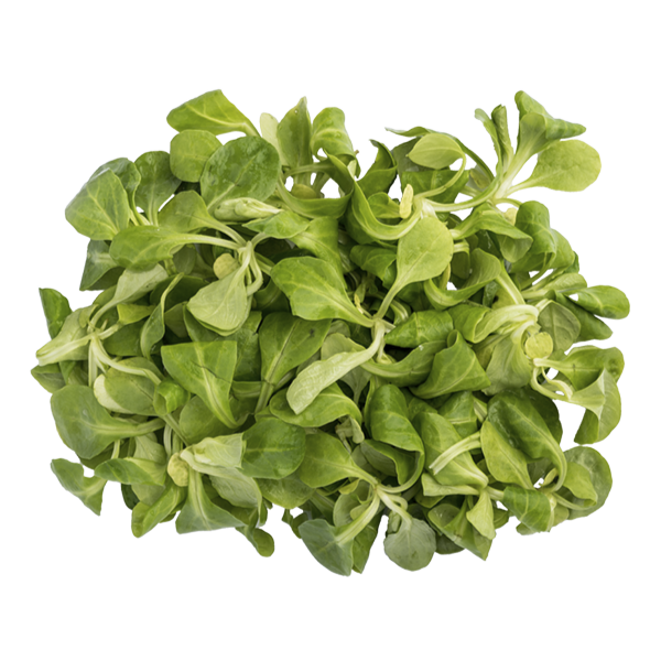lambs lettuce salad leaves