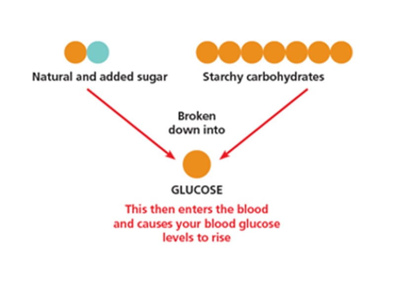 Sugar and starch both increase blood sugar levels